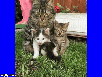 cats | image tagged in gifs,funny | made w/ Imgflip video-to-gif maker
