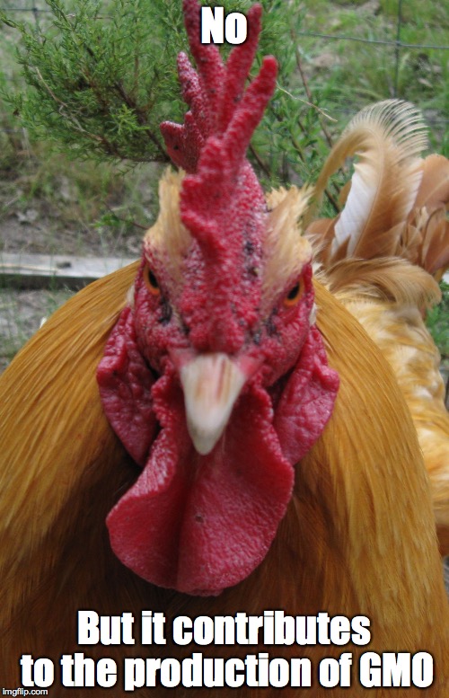 Rooster Be Mad | No But it contributes to the production of GMO | image tagged in rooster be mad | made w/ Imgflip meme maker