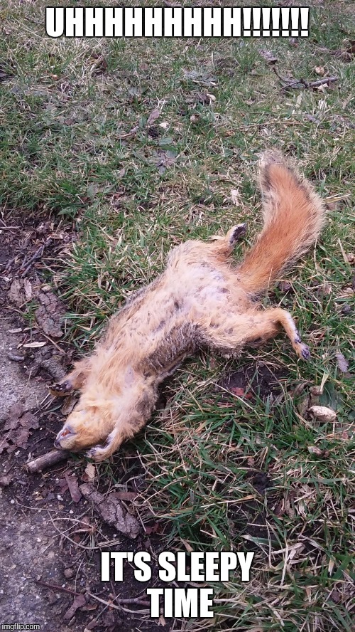 Dead squirrel | UHHHHHHHHH!!!!!!! IT'S SLEEPY TIME | image tagged in sleepy,good times | made w/ Imgflip meme maker