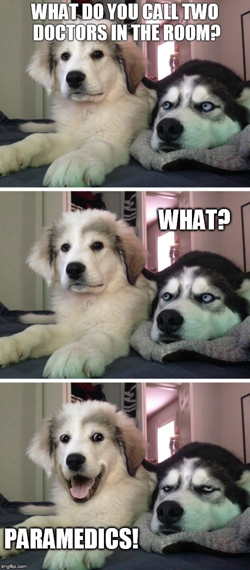 Bad pun dogs | WHAT DO YOU CALL TWO DOCTORS IN THE ROOM? WHAT? PARAMEDICS! | image tagged in bad pun dogs,funny,funny memes,memes,meme,bad pun | made w/ Imgflip meme maker
