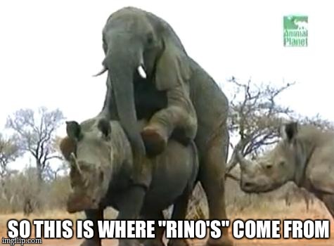 Elephant Rapes Rhino | SO THIS IS WHERE "RINO'S" COME FROM | image tagged in elephant rapes rhino | made w/ Imgflip meme maker