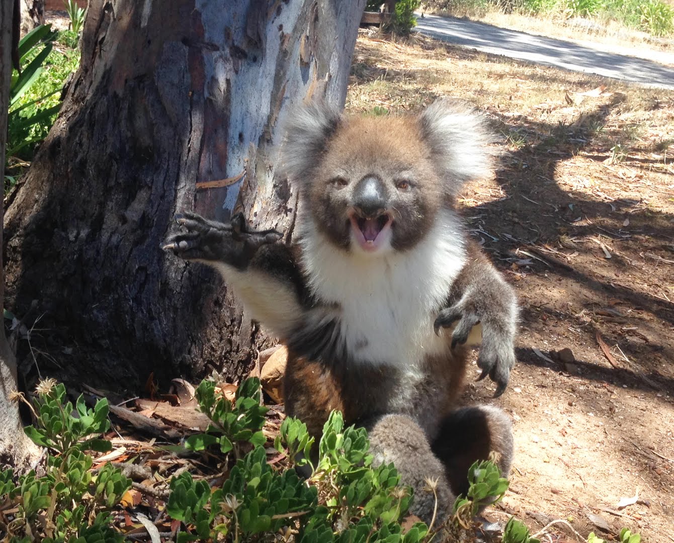 Krazy Koala Blank Meme Template