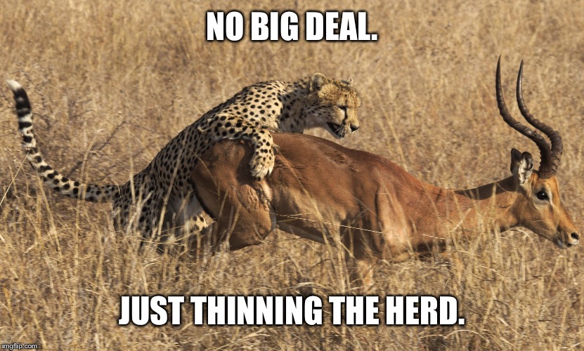 NO BIG DEAL. JUST THINNING THE HERD. | made w/ Imgflip meme maker