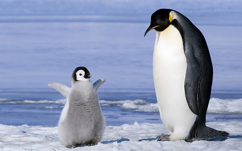 nature penguin Blank Meme Template