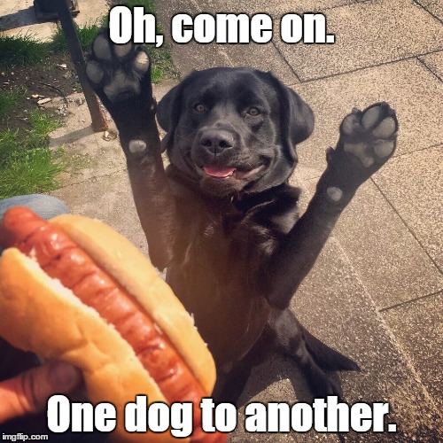 Hot dog face | Oh, come on. One dog to another. | image tagged in funny | made w/ Imgflip meme maker