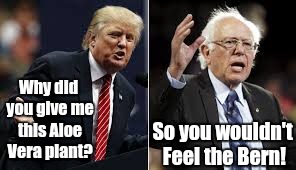 Who wouldn't want a president that cares! |  Why did you give me this Aloe Vera plant? So you wouldn't Feel the Bern! | image tagged in trump bernie,president,funny,memes,presidential race,feel the bern | made w/ Imgflip meme maker