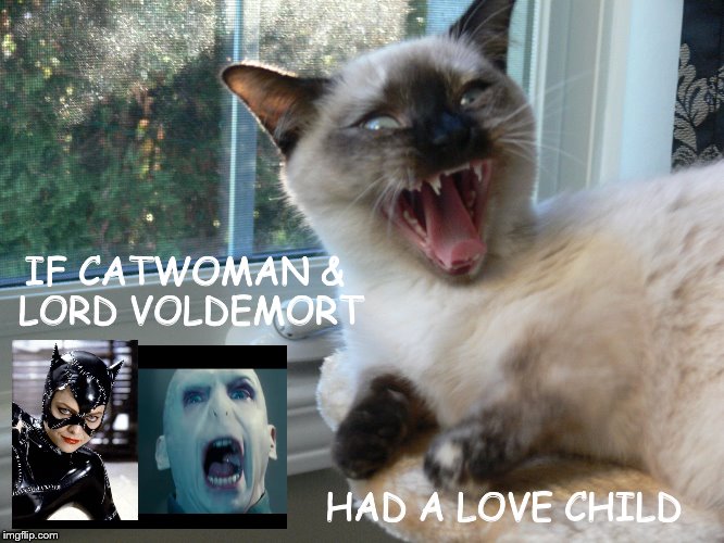 Hisssstory is Made! | IF CATWOMAN & LORD VOLDEMORT; HAD A LOVE CHILD | image tagged in funny cats,juniper berry,napoleon munchkin,cats,cute cats,love child | made w/ Imgflip meme maker