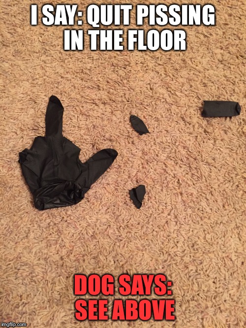 Open Letter from Dog | I SAY: QUIT PISSING IN THE FLOOR; DOG SAYS: SEE ABOVE | image tagged in dogs,fuck you,dog says,dog problems,piss | made w/ Imgflip meme maker