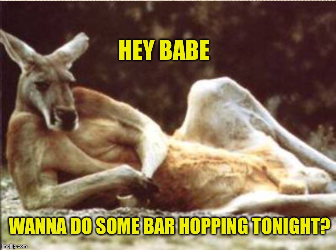 KANGAROO PLAYER | HEY BABE; WANNA DO SOME BAR HOPPING TONIGHT? | image tagged in kangaroo | made w/ Imgflip meme maker