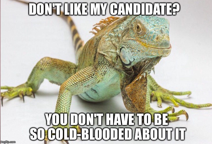 COLD BLOODED IGUANA | DON'T LIKE MY CANDIDATE? YOU DON'T HAVE TO BE SO COLD-BLOODED ABOUT IT | image tagged in iguana,lizard | made w/ Imgflip meme maker