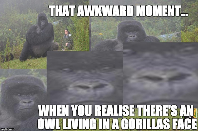 Gorrilove: http://www.gorillas.org/AdoptAGorilla | THAT AWKWARD MOMENT... WHEN YOU REALISE THERE'S AN OWL LIVING IN A GORILLAS FACE | image tagged in gorilla,that awkward moment,funny,funny memes,animals,animal meme | made w/ Imgflip meme maker