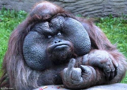 Fat orangutan with middle finger | image tagged in fat orangutan with middle finger | made w/ Imgflip meme maker
