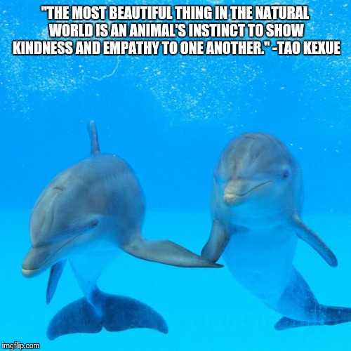 Say NO to Gay Dolphins | "THE MOST BEAUTIFUL THING IN THE NATURAL WORLD IS AN ANIMAL'S INSTINCT TO SHOW KINDNESS AND EMPATHY TO ONE ANOTHER." -TAO KEXUE | image tagged in say no to gay dolphins | made w/ Imgflip meme maker