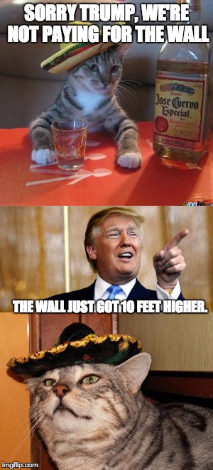 SORRY TRUMP, WE'RE NOT PAYING FOR THE WALL; THE WALL JUST GOT 10 FEET HIGHER. | image tagged in trump,mexican,cat,mexican cat,wall | made w/ Imgflip meme maker