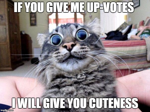 lsd cat | IF YOU GIVE ME UP-VOTES; I WILL GIVE YOU CUTENESS | image tagged in lsd cat | made w/ Imgflip meme maker