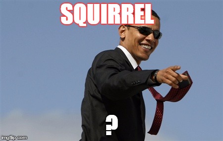 Cool Obama | SQUIRREL; ? | image tagged in memes,cool obama | made w/ Imgflip meme maker