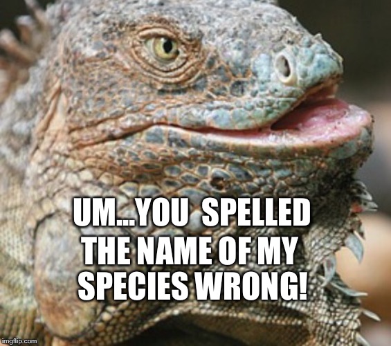 Iguana | UM...YOU  SPELLED THE NAME OF MY SPECIES WRONG! | image tagged in iguana | made w/ Imgflip meme maker
