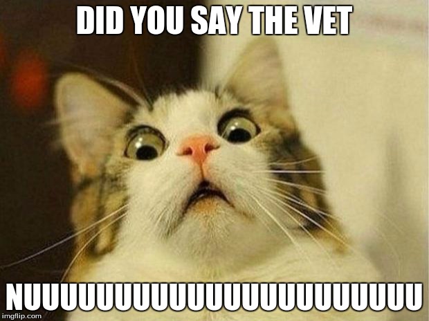 Scared Cat | DID YOU SAY THE VET; NUUUUUUUUUUUUUUUUUUUUUU | image tagged in memes,scared cat | made w/ Imgflip meme maker