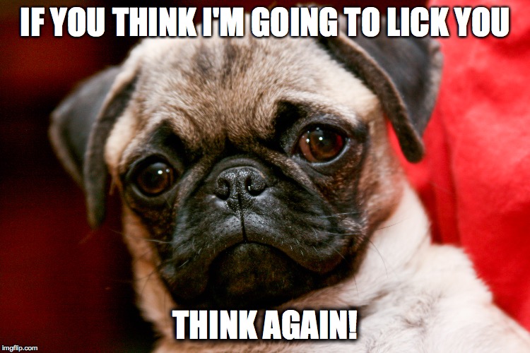 IF YOU THINK I'M GOING TO LICK YOU; THINK AGAIN! | image tagged in pug | made w/ Imgflip meme maker