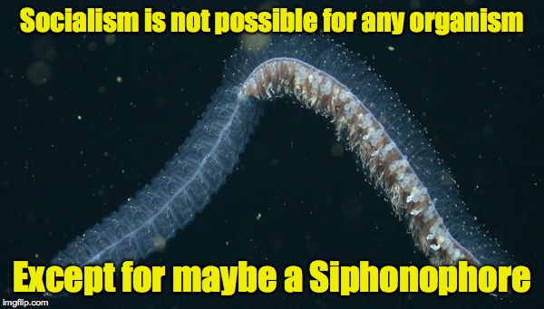 Socialism is not possible for any organism Except for maybe a Siphonophore | made w/ Imgflip meme maker