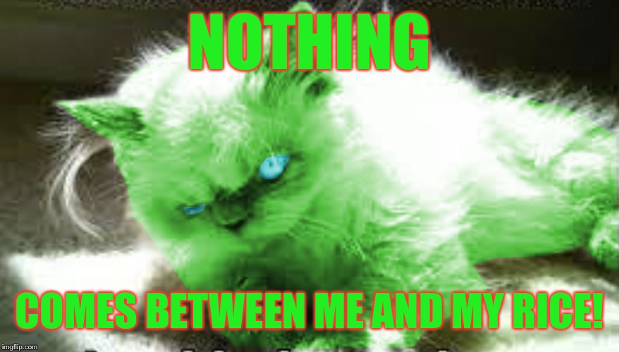 mad raycat | NOTHING COMES BETWEEN ME AND MY RICE! | image tagged in mad raycat | made w/ Imgflip meme maker