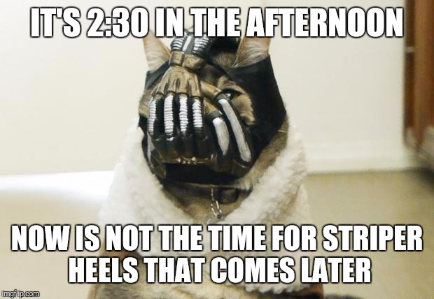 Bane Cat | IT'S 2:30 IN THE AFTERNOON; NOW IS NOT THE TIME FOR STRIPER HEELS THAT COMES LATER | image tagged in bane cat | made w/ Imgflip meme maker