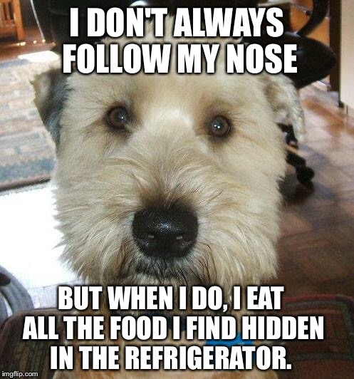 I DON'T ALWAYS FOLLOW MY NOSE; BUT WHEN I DO, I EAT ALL THE FOOD I FIND HIDDEN IN THE REFRIGERATOR. | image tagged in the most interesting dog in the world | made w/ Imgflip meme maker