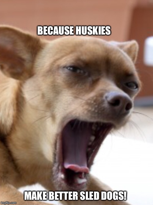 BECAUSE HUSKIES MAKE BETTER SLED DOGS! | image tagged in big mouth chihuahua | made w/ Imgflip meme maker