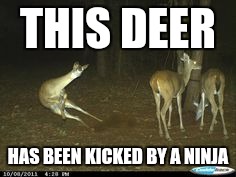 THIS DEER; HAS BEEN KICKED BY A NINJA | image tagged in ninja | made w/ Imgflip meme maker