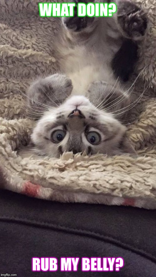 Peanut | WHAT DOIN? RUB MY BELLY? | image tagged in kittens | made w/ Imgflip meme maker