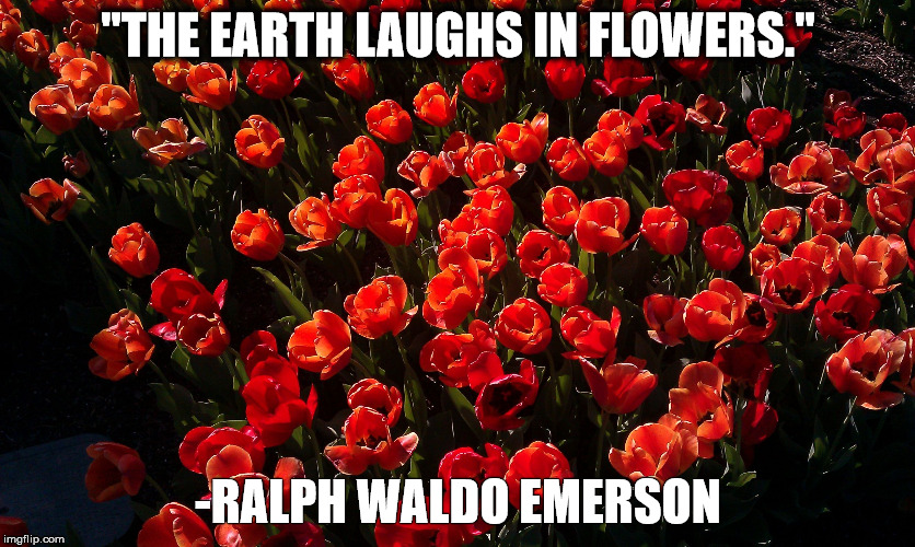 "THE EARTH LAUGHS IN FLOWERS."; -RALPH WALDO EMERSON | image tagged in red tulips | made w/ Imgflip meme maker