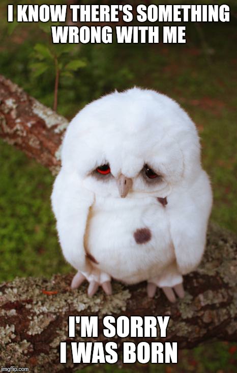 sad owl | I KNOW THERE'S SOMETHING WRONG WITH ME; I'M SORRY I WAS BORN | image tagged in sad owl | made w/ Imgflip meme maker