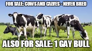For Sale: Cows and Calves  | FOR SALE: COWS AND CALVES - NEVER BRED; ALSO FOR SALE: 1 GAY BULL | image tagged in cows,meme | made w/ Imgflip meme maker