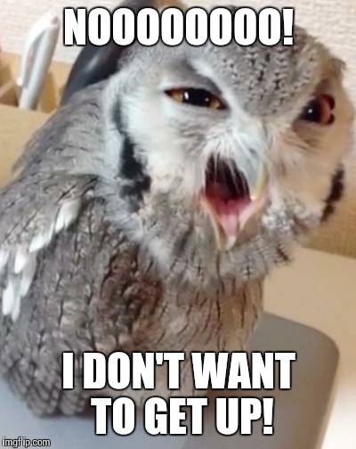 owl | NOOOOOOOO! I DON'T WANT TO GET UP! | image tagged in owl | made w/ Imgflip meme maker