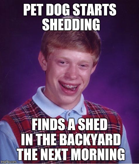 Good boy! | PET DOG STARTS SHEDDING; FINDS A SHED IN THE BACKYARD THE NEXT MORNING | image tagged in memes,bad luck brian,funny,wordplay,snoopy,double meaning | made w/ Imgflip meme maker