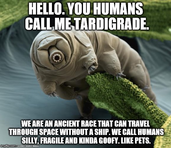 tardigrade | HELLO. YOU HUMANS CALL ME TARDIGRADE. WE ARE AN ANCIENT RACE THAT CAN TRAVEL THROUGH SPACE WITHOUT A SHIP. WE CALL HUMANS SILLY, FRAGILE AND KINDA GOOFY. LIKE PETS. | image tagged in tardigrade | made w/ Imgflip meme maker