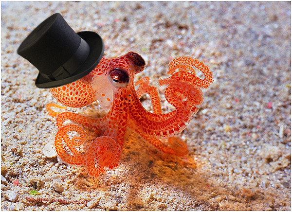 Sir octopus Blank Meme Template