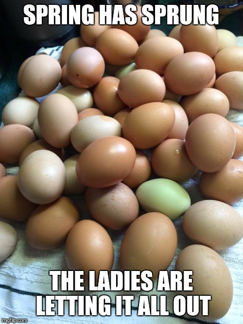 eggs | SPRING HAS SPRUNG; THE LADIES ARE LETTING IT ALL OUT | image tagged in eggs | made w/ Imgflip meme maker