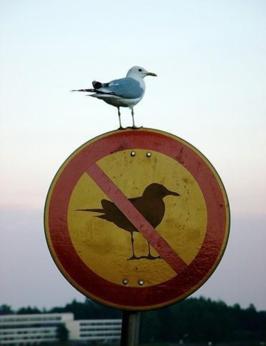 Seagull on top of "no seagull" sign Blank Meme Template