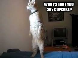 Cat | WHAT'S THAT YOU SAY CUPCAKE? | image tagged in what | made w/ Imgflip meme maker