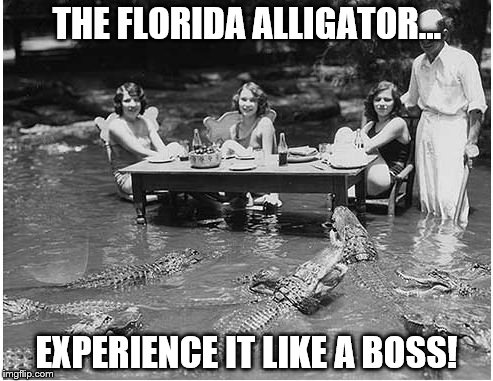 Gatorland! | THE FLORIDA ALLIGATOR... EXPERIENCE IT LIKE A BOSS! | image tagged in florida,alligators,like a boss,women,wildlife | made w/ Imgflip meme maker