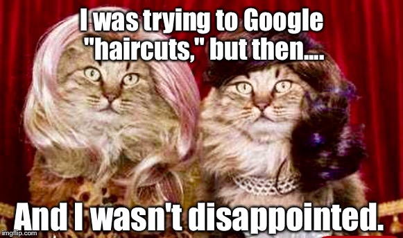 If you type faster than you think, this could happen: | I was trying to Google "haircuts," but then.... And I wasn't disappointed. | image tagged in glamor cats,memes,cats,lmao | made w/ Imgflip meme maker