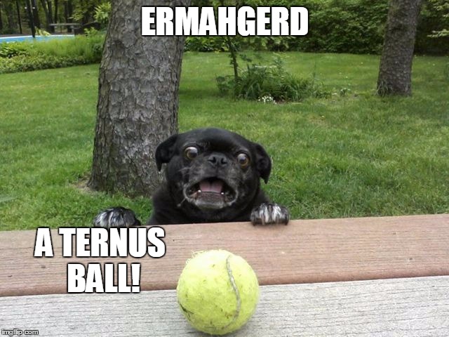 Pug Tennis Ball | ERMAHGERD; A TERNUS BALL! | image tagged in pug tennis ball | made w/ Imgflip meme maker