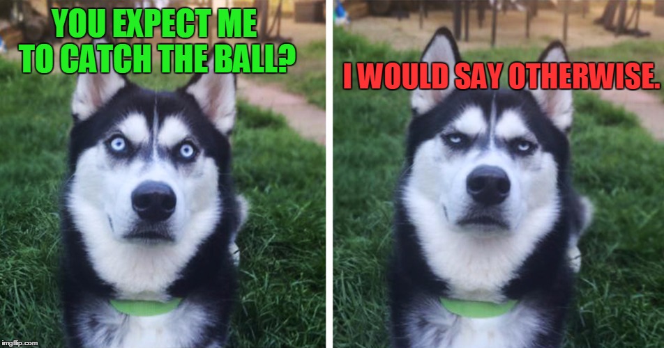 Play catch? Yea-no. | I WOULD SAY OTHERWISE. YOU EXPECT ME TO CATCH THE BALL? | image tagged in annoyed,dog | made w/ Imgflip meme maker
