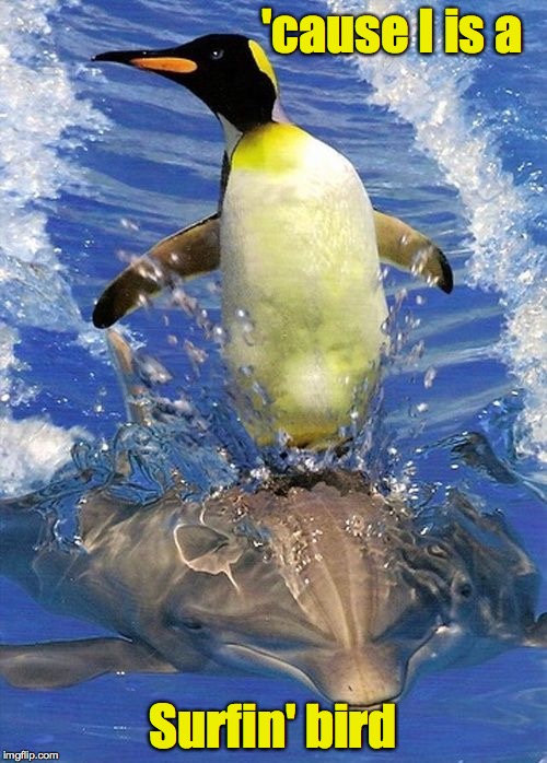 'cause I is a Surfin' bird | made w/ Imgflip meme maker