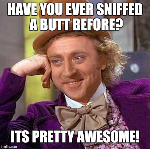 Creepy Condescending Wonka | HAVE YOU EVER SNIFFED A BUTT BEFORE? ITS PRETTY AWESOME! | image tagged in memes,creepy condescending wonka | made w/ Imgflip meme maker