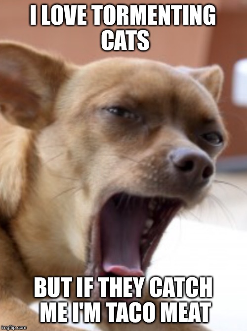 I LOVE TORMENTING CATS BUT IF THEY CATCH ME I'M TACO MEAT | image tagged in big mouth chihuahua | made w/ Imgflip meme maker