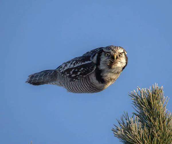 Judgmental Mid-Flight Owl Blank Meme Template