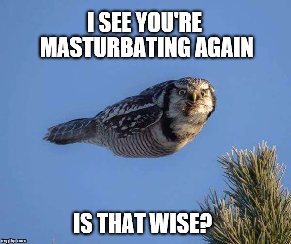 Judgmental Mid-Flight Owl | I SEE YOU'RE MASTURBATING AGAIN; IS THAT WISE? | image tagged in judgmental mid-flight owl,AdviceAnimals | made w/ Imgflip meme maker