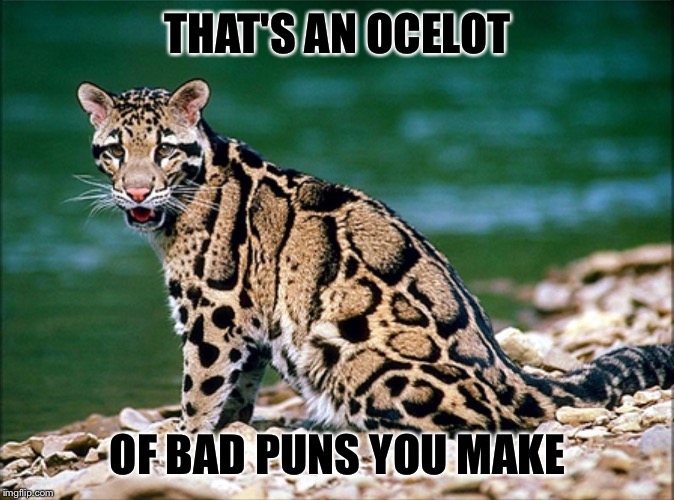 SITTING OCELOT BY WATER | THAT'S AN OCELOT OF BAD PUNS YOU MAKE | image tagged in sitting ocelot by water | made w/ Imgflip meme maker